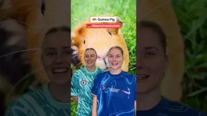 image: What's Guinea pig in German? 🇩🇪😂 #sjoekenüsken #hannahhampton #barclayswsl #chelseawomen