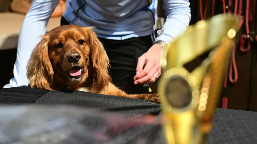 image:  Aston Villa Golden Paw | Barclays WSL