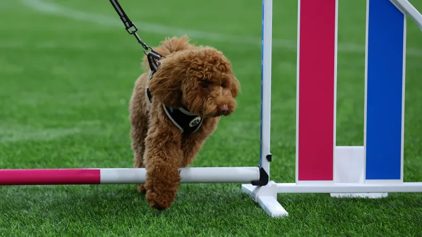 image: MD2_7084_chv83cpr